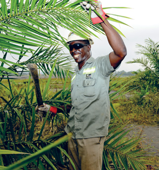 Smallholder palm oil plantations